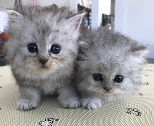 子猫紹介と出産情報 愛知県愛西市 ペットショップ ウォンビー Pet Shop Wonbe 犬のトリミング ペットホテル