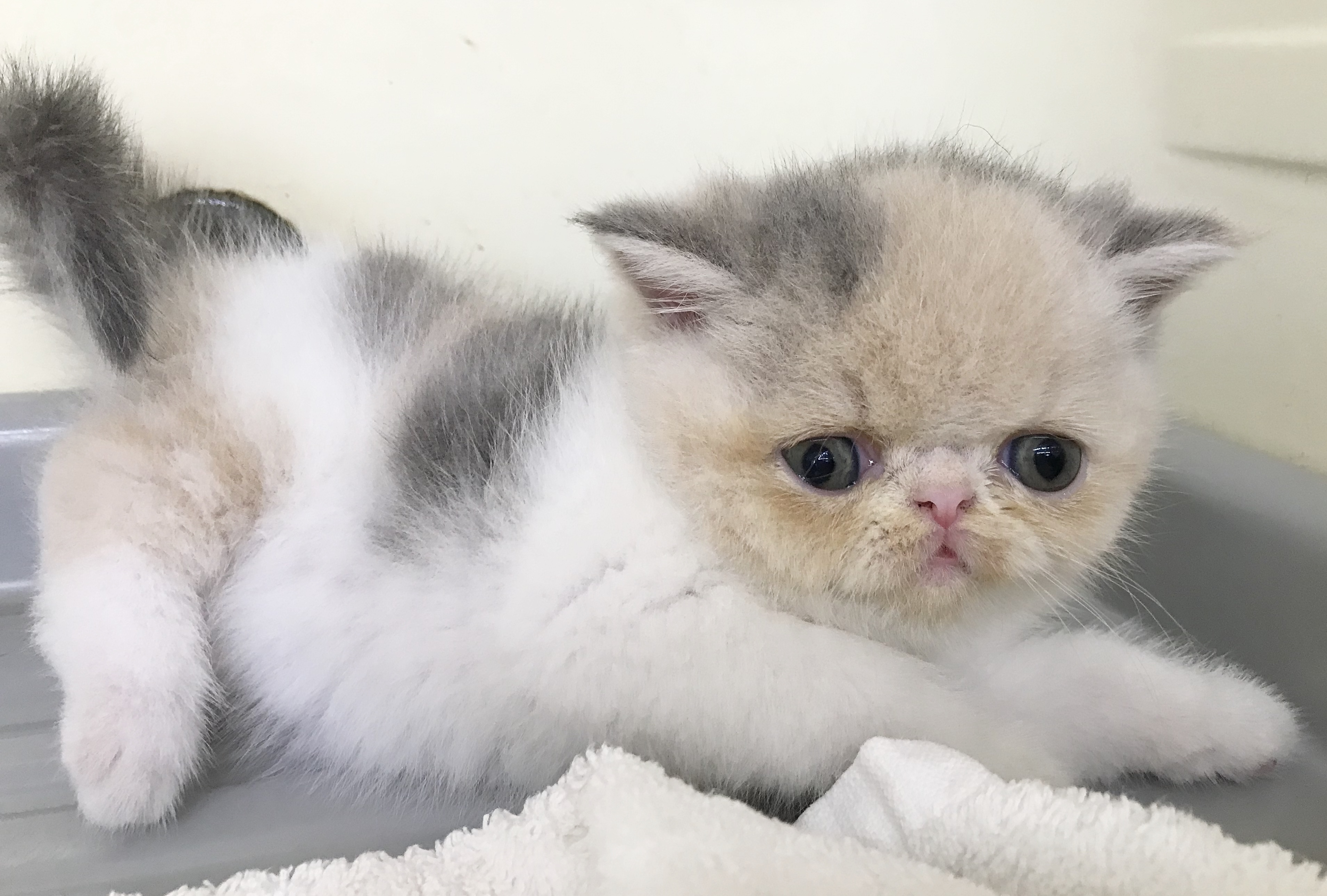 子猫紹介と出産情報 愛知県愛西市 ペットショップ ウォンビー Pet Shop Wonbe 犬のトリミング ペットホテル